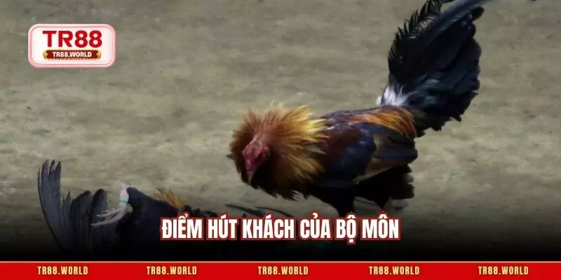Điểm hút khách của bộ môn