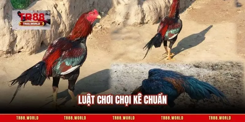 Luật chơi chọi kê chuẩn
